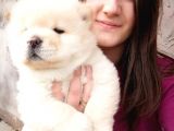Chow Chow Yavrular (Bursa Köpek Okulu)