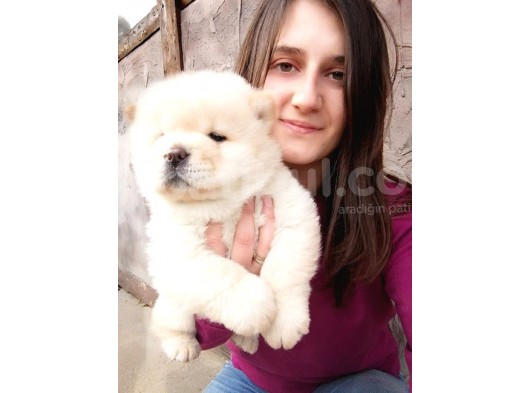 Chow Chow Yavrular (Bursa Köpek Okulu) görsel