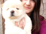 Chow Chow Yavrular (Bursa Köpek Okulu)