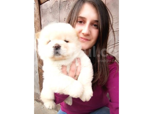 Chow Chow Yavrular (Bursa Köpek Okulu) görsel