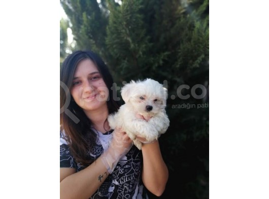 Maltese Yavruları (Bursa Köpek Okulu) görsel