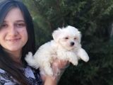Maltese Yavruları (Bursa Köpek Okulu)