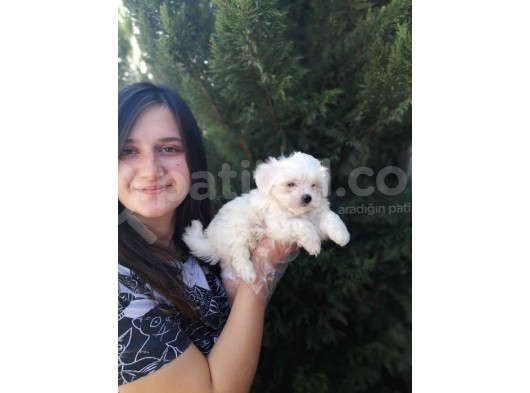 Maltese Yavruları (Bursa Köpek Okulu) görsel