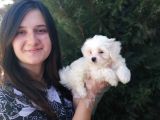 Maltese Yavruları (Bursa Köpek Okulu)