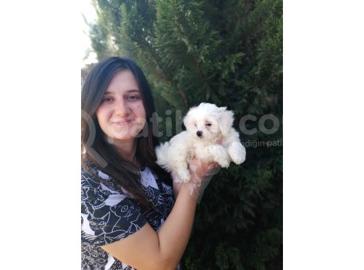 Maltese Yavruları (Bursa Köpek Okulu) görsel