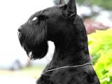 Minyatür Schnauzer Yavruları (Bursa Köpek Okulu)