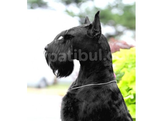 Minyatür Schnauzer Yavruları (Bursa Köpek Okulu) görsel