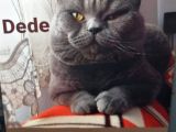 Yavru Scottish Fold Dişi