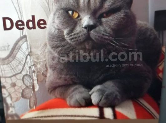 Yavru Scottish Fold Dişi görsel