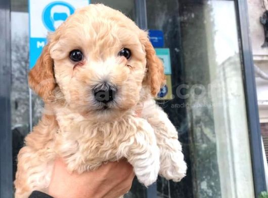 Erkek Toy Poodle Yavrumuz görsel