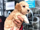 Erkek Toy Poodle Yavrumuz