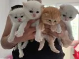 Scottish Fold Lynx Point Ve Golden Yavrular