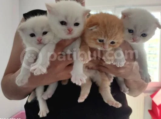 Scottish Fold Lynx Point Ve Golden Yavrular