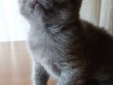 Yavru Scottish Fold Dişi