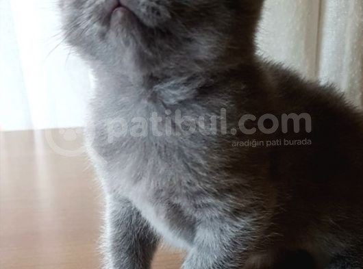 Yavru Scottish Fold Dişi görsel