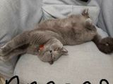 Yavru Scottish Fold Dişi