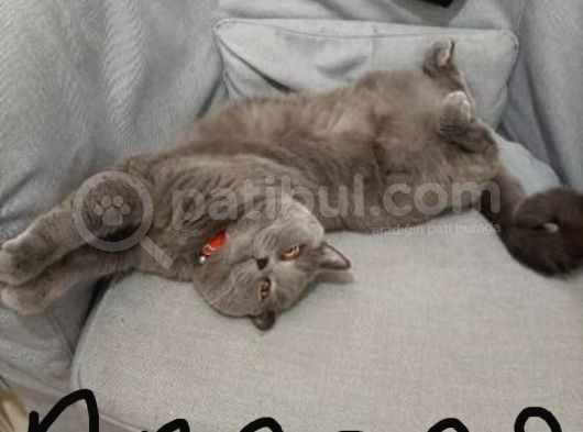 Yavru Scottish Fold Dişi görsel