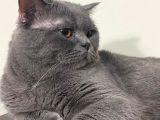 Yavru Scottish Fold Dişi
