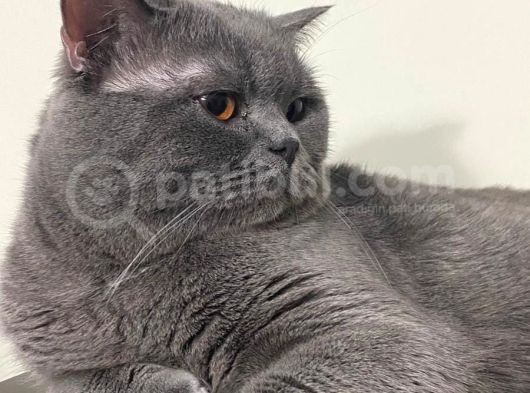 Yavru Scottish Fold Dişi görsel