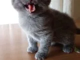 Yavru Scottish Fold Dişi