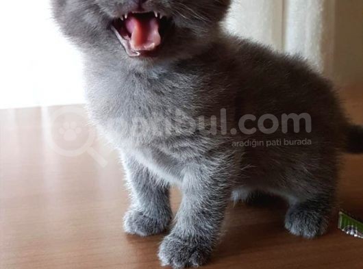 Yavru Scottish Fold Dişi görsel