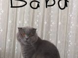Yavru Scottish Fold Dişi