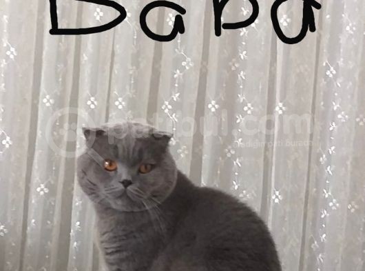 Yavru Scottish Fold Dişi görsel