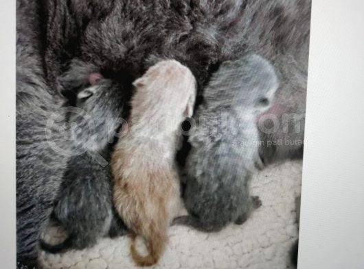 Yavru Scottish Fold Dişi görsel