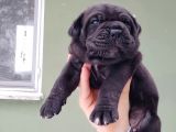 Devasa Irk Cane Corso Yavrularımız