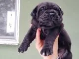Devasa Irk Cane Corso Yavrularımız