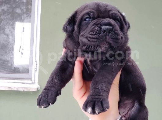 Devasa Irk Cane Corso Yavrularımız görsel