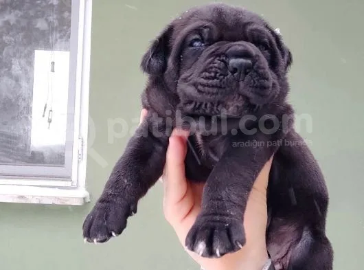 Devasa Irk Cane Corso Yavrularımız