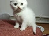 Scottish Fold Yavrumuz Yuva Arıyor
