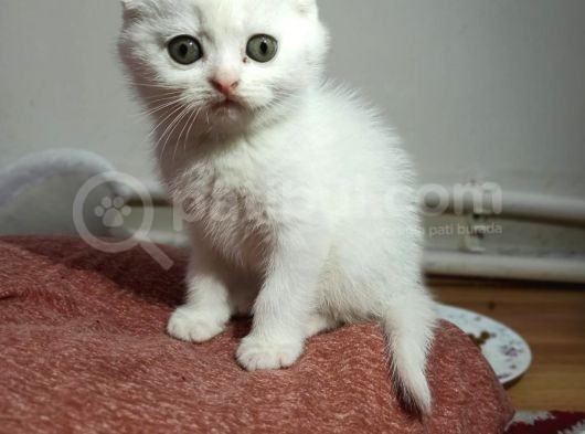 Scottish Fold Yavrumuz Yuva Arıyor görsel