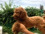 Toy Poodle Dair Her Şey