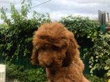 Toy Poodle Dair Her Şey