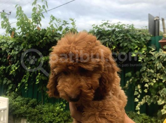 Toy Poodle Dair Her Şey görsel