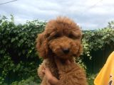 Toy Poodle Dair Her Şey