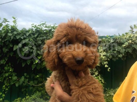 Toy Poodle Dair Her Şey görsel