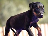 Doberman Yavrularımız