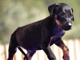 Doberman Yavrularımız