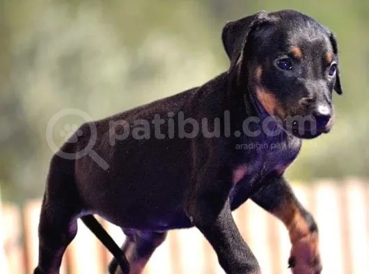 Doberman Yavrularımız
