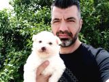 Kartopu Samoyed Yavrularımız