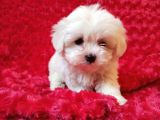 Maltese Bebekler