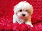 Maltese Bebekler