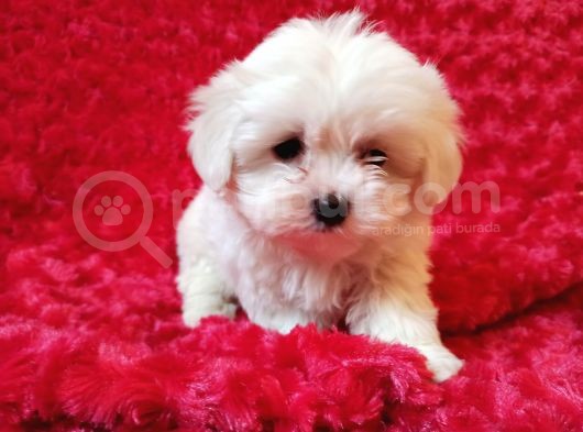 Maltese Bebekler görsel