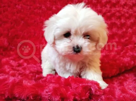 Maltese Bebekler