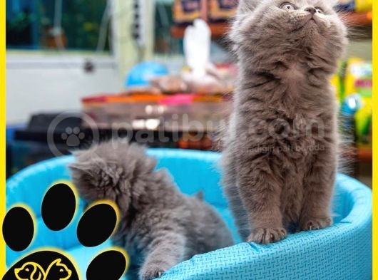 Irkının En İyi Temsilcilerinden British Longhair görsel