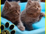 Irkının En İyi Temsilcilerinden British Longhair