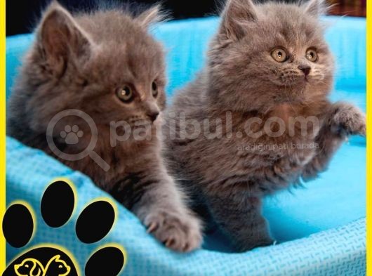 Irkının En İyi Temsilcilerinden British Longhair görsel